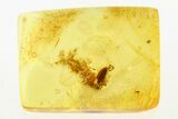 Detailed Fossil False Flower Beetle (Scraptiidae) in Baltic Amber #288619-1